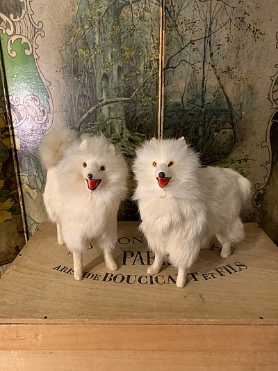 Dogs