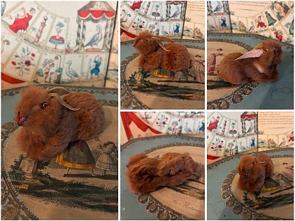 Hase