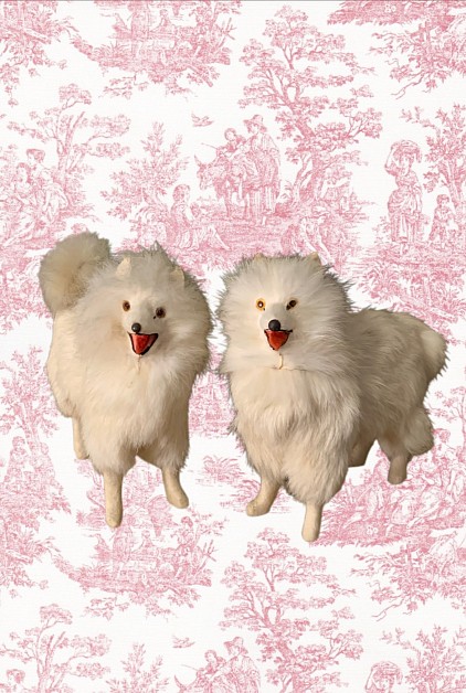 Dogs