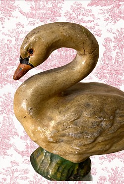 Swan