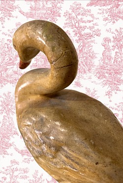 Swan